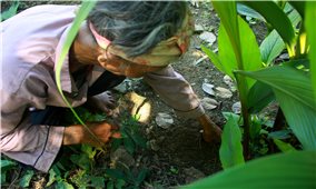 Bảo tồn và phát triển cây dược liệu ma-gang ở vùng núi Quảng Ngãi