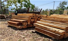 Gần 120 cây gỗ lớn thuộc rừng phòng hộ bị đốn hạ