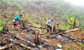 Hàng trăm ha chuối xuất khẩu ở Lào Cai chết lụi, thiệt hại nặng nề