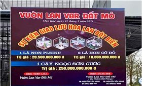 Mất tiền tỷ từ giao dịch lan đột biến - Vỡ mộng vì lòng tham