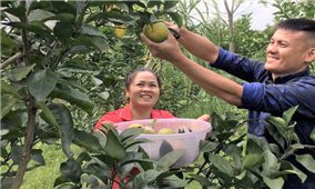 Tuyên Quang: Nâng cao hiệu quả sản xuất nông nghiệp thông qua các mô hình liên kết