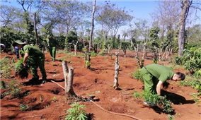 Tình trạng trồng trái phép cây cần sa diễn biến phức tạp tại Đắk Lắk