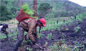 Đề xuất chính sách trợ cấp gạo trồng rừng thay thế nương rẫy