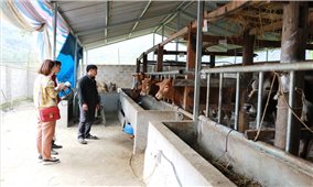 Hà Giang: Hiệu quả mô hình chăn nuôi gắn với bảo vệ môi trường
