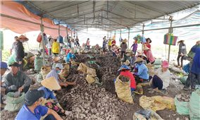 Đồng bằng Sông Cửu Long: Nông sản rớt giá, người dân lại khổ