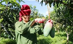 Nhiều giải pháp hiệu quả tạo đầu ra cho nông sản ở Sơn La