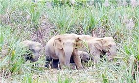 Gia Lai: Xuất hiện đàn voi rừng ở huyện biên giới Chư Prông