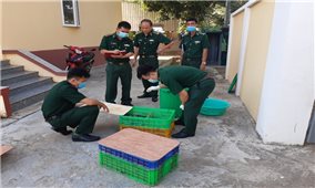 Thu giữ 700 con cá sấu giống nhập lậu từ Campuchia về Việt Nam