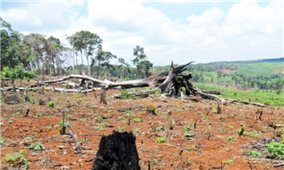 Đắk Lắk: Phá rừng, lấn chiếm đất rừng vẫn diễn biến phức tạp