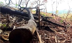 Bắc Giang: Phá rừng tại Sơn Động, 3 cá nhân bị phạt 21 triệu đồng