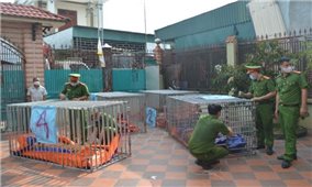 Nghệ An: Phát hiện 17 con hổ nuôi nhốt trái phép trong nhà dân