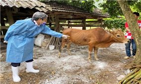Bắc Hà tiêm gần 5.000 liều vắc xin phòng dịch bệnh viêm da nổi cục Lumpyvac cho đàn vật nuôi