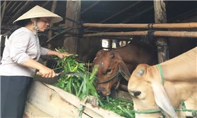 Nữ giáo dân Y Trít vượt khó làm giàu