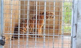 Nghệ An: Khởi tố đối tượng nuôi nhốt hổ trái phép