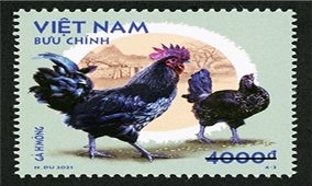 Phát hành bộ tem bưu chính ''Gà bản địa Việt Nam''