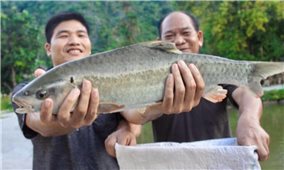 Đặc sản cá bỗng của đồng bào Tày ở Hà Giang