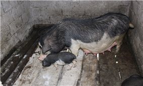 Hỗ trợ nâng tầm thương hiệu an toàn sinh học cho đặc sản lợn Lũng Pù