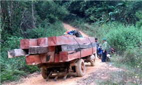 Đắk Lắk: Huyện Ea Kar phát hiện, xử lý 64 vụ vi phạm Luật Lâm nghiệp