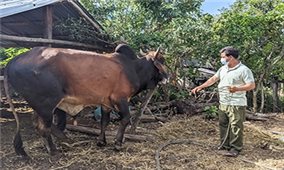 Gia Lai: Đồng bào dân tộc thiểu số tích cực lai cải tạo đàn bò