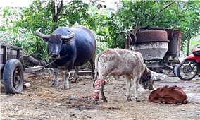 Tây Nguyên: Dịch bệnh trên đàn gia súc bùng phát, lây lan nhanh