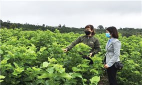 Nghề trồng dâu nuôi tằm ở Đắk Nông đang có xu hướng phát triển