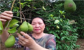 Phú Yên: Hỗ trợ phụ nữ miền núi phát triển kinh tế