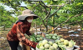 Quảng Ninh: Thiếu sự ràng buộc, chuỗi liên kết sản xuất nông nghiệp đứt gãy