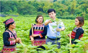 Hơn 15 nghìn phụ nữ DTTS hai tỉnh Sơn La và lào Cai tăng thu nhập từ dự án Great