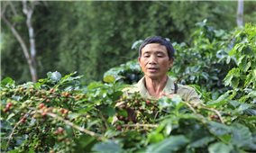 Điện Biên: Cà phê “3 được” nhưng nhiều nông dân lại “khóc ròng”