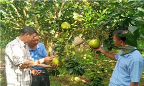 Sơn La: Khi cấp ủy vào cuộc giúp nhân dân tiêu thụ nông sản