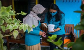 Indonesia: Nhân giống muỗi lành tiêu diệt sốt xuất huyết