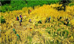 Bộ đội biên phòng Ia O giúp dân gặt lúa