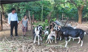 Chăn nuôi gia súc - Cơ hội thoát nghèo cho nông dân Tây Nguyên: Những tín hiệu lạc quan (Bài 1)