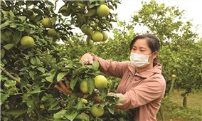 Bắc Giang xúc tiến tiêu thụ nông sản