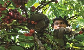 Chuẩn bị tốt thu hái, sơ chế, bảo quản cà phê niên vụ 2021 - 2022