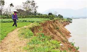 Ứng phó xói lở sông Vu Gia - Thu Bồn (Quảng Nam): Xói lở từ thượng nguồn xuống hạ du (Bài 1)