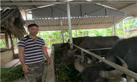 Phát triển kinh tế từ mô hình trang trại nuôi trâu, bò vỗ béo ở Quy Mông