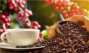 Giá cà phê hôm nay 15/12: Trong khoảng từ 40.700 - 41.600 đồng/kg