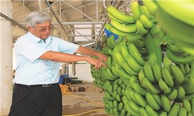 Nhật Bản, Hàn Quốc đang tăng tốc thu mua hoa quả gì của Việt Nam?