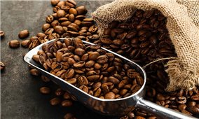 Giá cà phê hôm nay 5/1: Cà phê Arabica tăng mạnh