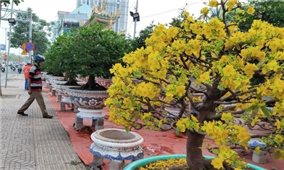 TP. Hồ Chí Minh tổ chức Hội hoa Xuân và chợ hoa Tết Nhâm Dần