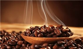 Giá cà phê hôm nay 10/1: Cà phê Robusta đạt mức 2.435 USD/tấn