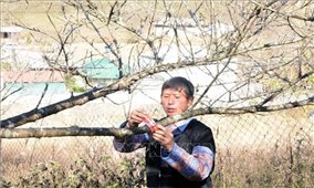 Thị trường ảm đạm khiến người trồng đào Sơn La lo lắng