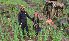 Điện Biên: Liên tiếp phát hiện các vụ trồng cây thuốc phiện trái phép