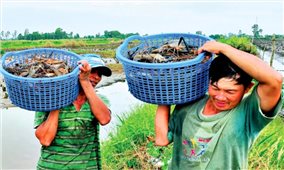 Đồng bằng Sông Cửu Long: Nông dân được mùa lúa - tôm