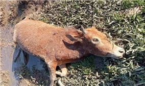 Nghệ An: Nhiều trâu bò ở vùng cao bị chết rét