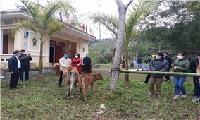 Tuyên Quang: 30 hộ đồng bào Mông được nhận bò từ Dự án 