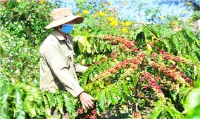Giải bài toán nâng tầm giá trị cà phê Tây Nguyên: Nghịch lý giá cao nông dân vẫn lỗ (Bài 1)
