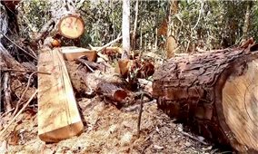 Đắk Lắk: Nhanh chóng xác minh vụ việc khai thác trái phép gỗ Pơ mu quý hiếm