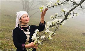 Khai mạc Lễ hội Hoa lê Hồng Thái